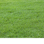 The True Grass People