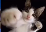 the pablo cats