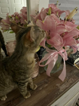 Mika The Cat