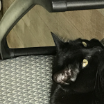 cats are cool you should join :)