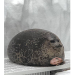 Seal Squad .-.