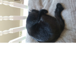 Chlobot3312's cat fan group
