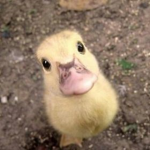 •duck•