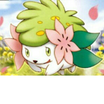 The shaymin squad