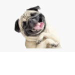 /cutie dog face:]