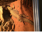Beardie squad