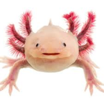 Axolotl EMPIre 2