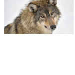 Pack Wolvers Forever