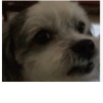 Dogs tiger would never stop begging me for food