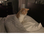 Catz on beds
