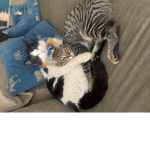 The cat who plays roblox group