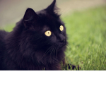 The Cat Group <: