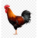 ChickenFanGroup!!
