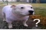 Shin?