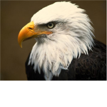 GOLD EAGLE RAIDERS