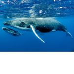 Underwater Worlds