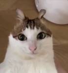 Deuses dos Deuse