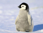 Fuzzy Penguin Studios