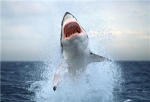 Shark's
