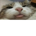Cuties face