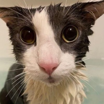 survive the soggy cat