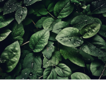 NatureClub_