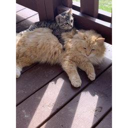 Chubby meow :)'s Meeting w/ staff