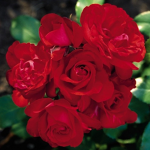 Red Rose petals