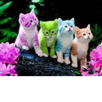 -KittyNation-