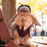 DetectiveRabbit