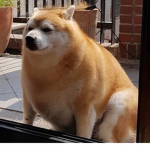 The Big Shiba