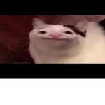 The Kitty Cult