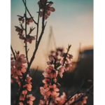 ~ Le Petit Fleur ~