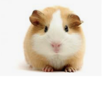 The Guinea Pig Group :D