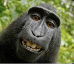 da real monkey’s
