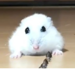 greedy grinner fanclub