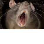 the screaming rats :D