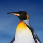 join if u think penguin r cute <3
