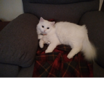 Mon chat le plus migon