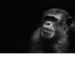 monkey vr studios
