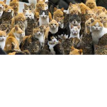 The Meow Friends