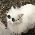 kitty luvv