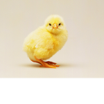 chick channel