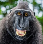 colliebollie monkey
