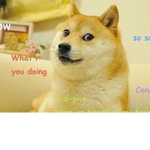 The amazing doge people