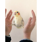 ROBLOX-BIRDS