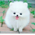 Joy :D