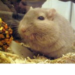 Gerbil Super army