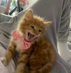 BJORKE