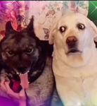 Pupssssss